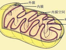 怎么能把线粒体完整的提取出来,线粒体分离提取试剂盒