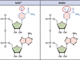 如何快速测定NAD/NADH,NADP/NADPH,ATP/ADP的含量及其比值