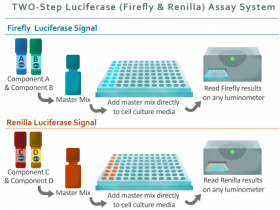 高通量、快速定量Firefly和Renilla荧光素酶