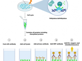 PARylation 检测试剂盒定量聚 ADP-核糖基化总量