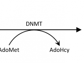 富集5mC DNA,释放MeDIP的潜力