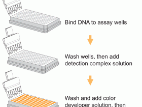整体DNA 甲基化 ELISA 试剂盒:318 篇文献验证的高效、灵敏、高通量 5-mC 检测方案