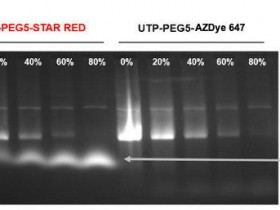 使用abberior®STAR染料进行高效RNA标记