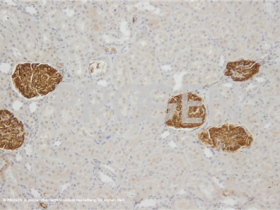 PROGEN抗Synaptopodin/SYNPO小鼠单克隆抗体,G1D4,上清液方案
