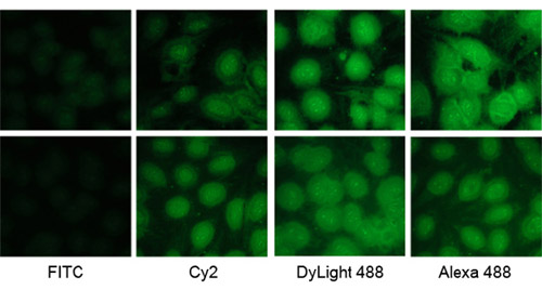Dylight 488二抗&mdash;替代Alexa 488/FITC/Cy2绿色荧光