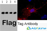 Flag抗体推荐—可进行WB/IF/IP检测应用