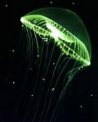 gfp