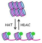 组蛋白乙酰化转移酶（histone acetyltransferase, HAT）和组蛋白去乙酰化酶（histone deacetylase, HDAC）