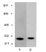 EarthOx GST单克隆抗体用于WB实验检测GST重组蛋白
