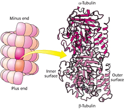 &alpha;-Tubulin和&beta;-Tubulin构成微管蛋白的结构