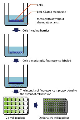 CultrexCoat 细胞侵袭BME浓度优化选择试剂盒
