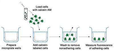 艾美捷向您推荐Trevigen CultreCoat&reg; 细胞外基质蛋白阵列细胞粘附分析试剂盒