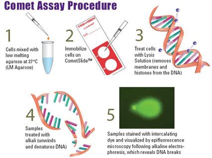 CometAssay® 彗星分析试剂盒