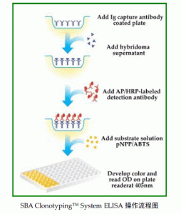 SBA单克隆抗体分型试剂盒