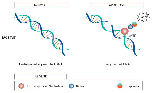 TACS® 2 TdT原位凋亡检测(TUNEL法)原理
