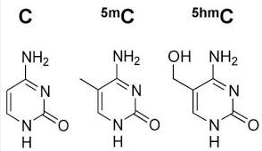 甲基化DNA定量试剂盒—5-mC与5-hmC分析解决方案