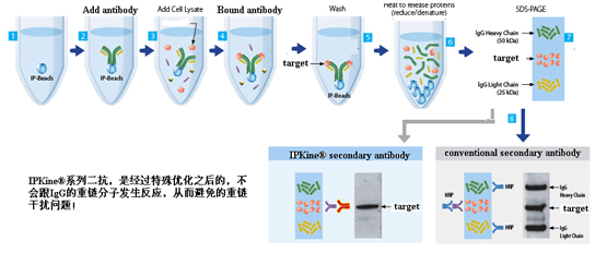 IPkine®系列二抗—有效去除免疫沉淀IP后WB重链干扰