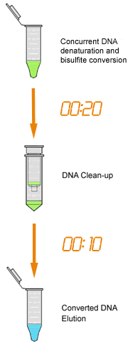 DNA甲基化修饰试剂盒—30分钟内完成对DNA的完美修饰