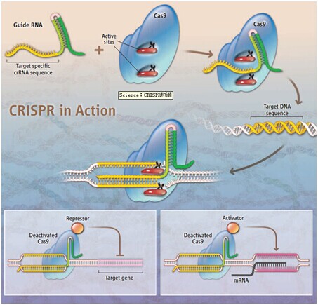 CRISPR/Cas9抗体—CRISPR/Cas9研究的绝佳伴侣！