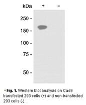 CRISPR/Cas9抗体应用于WB实验