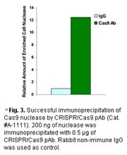 CRISPR/Cas9抗体应用于IP实验