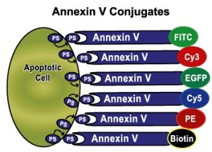 Annexin V 与细胞凋亡的不解之缘