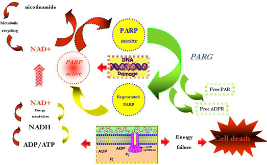 PARPw(ni)ˎW(xu), PARPԇ, DNAޏ(f), p