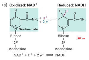 NAD/NADH定量与比率分析试剂盒—辅酶NAD(NADH)研究方案