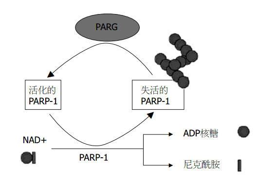 PARP抗体—PAR|PAR Polymer|PARP全系列抗体产品
