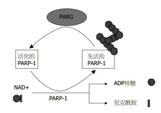 PARP抗体&mdash;PAR|PAR Polymer|PARP全系列抗体产品