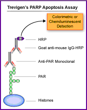 细胞凋亡PARP研究工具-PARP凋亡检测试剂盒