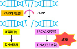 PARP抑制剂产品大全—3-Aminobenzamide| DEA|ABT-888|DPQ