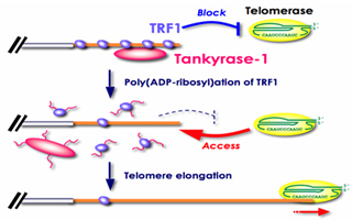 Tankyrase 1 (PARP5A)检测试剂盒—Tankyrase 1全套研究方案