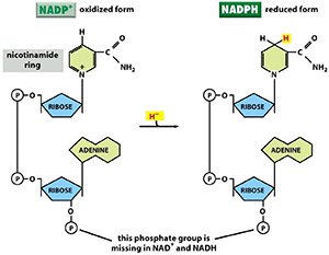 NADP/NADPH定量与比率分析试剂盒—辅酶NADP(NADPH)研究方案