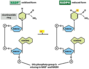 NADP/NADPHcʷԇСoøNADP(NADPH)о
