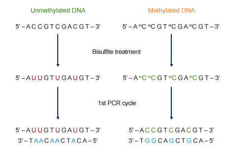  磁珠法DNA甲基化方案—高效特异的DNA亚硫酸盐转化与纯化