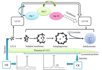 LC3抗体套装—同时检测3种不同自噬标记物LC3亚型（LC3A、LC3B、LC3C）