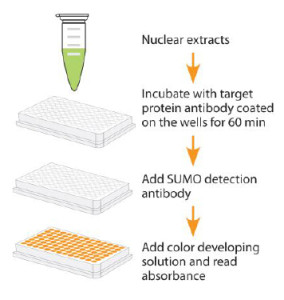 Sumo化蛋白定量试剂盒—小泛素化研究利器