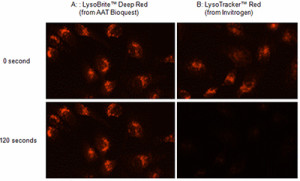 溶酶体荧光染色试剂盒（蓝/绿/橙/红色）— 超越LysoTracker！