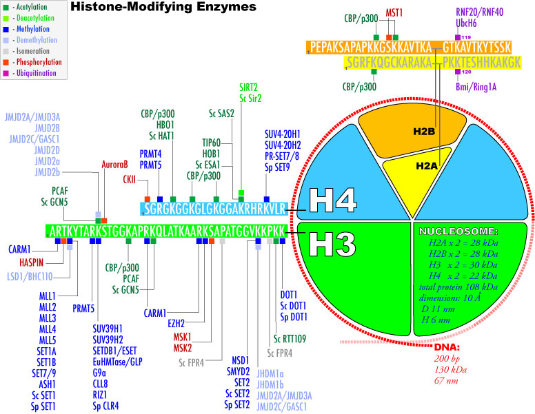 组蛋白H3磷酸化检测试剂盒- Histone H3 Phosphorylation Assay Kit