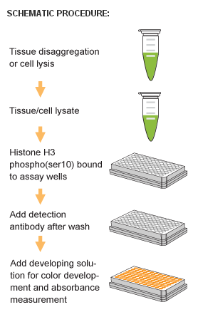 组蛋白H3磷酸化检测试剂盒- Histone H3 Phosphorylation Assay Kit