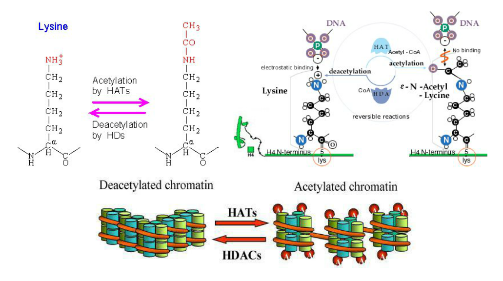 组蛋白乙酰化定量分析解决方案- Total Histone H3/H4 Acetylation Detection Kit