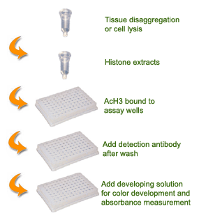 组蛋白乙酰化定量分析解决方案- Total Histone H3/H4 Acetylation Detection Kit