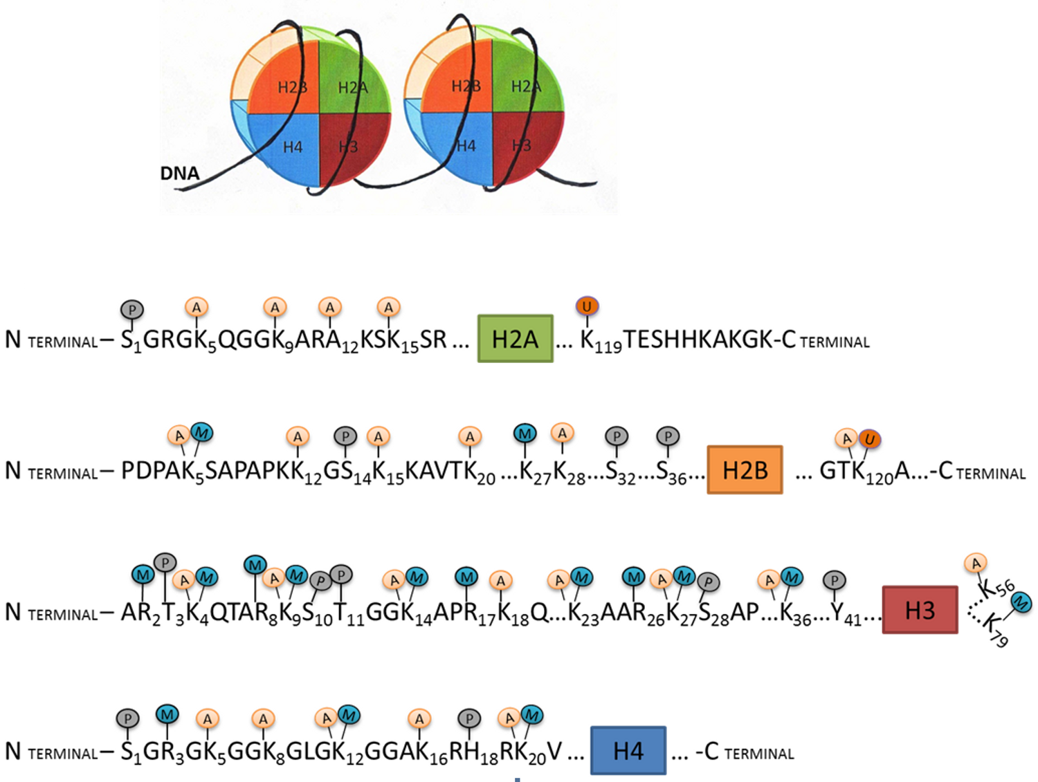 组蛋白H3K9甲基化研究方案—H3K9抗体与定量试剂盒