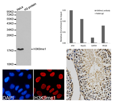 组蛋白H3K9甲基化研究方案—H3K9抗体与定量试剂盒