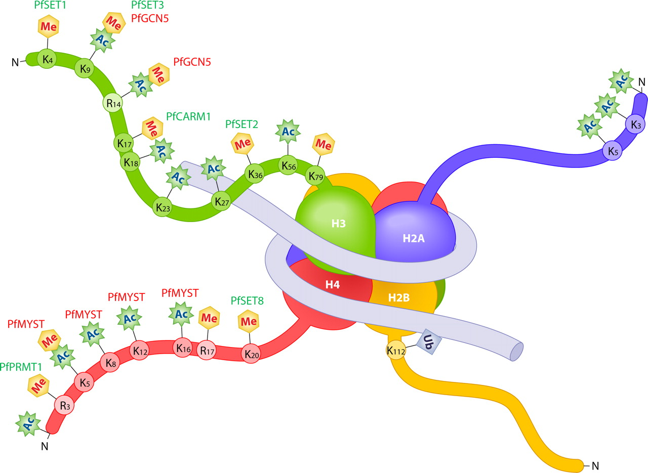 组蛋白H3K4甲基化研究方案—H3K4抗体与定量试剂盒