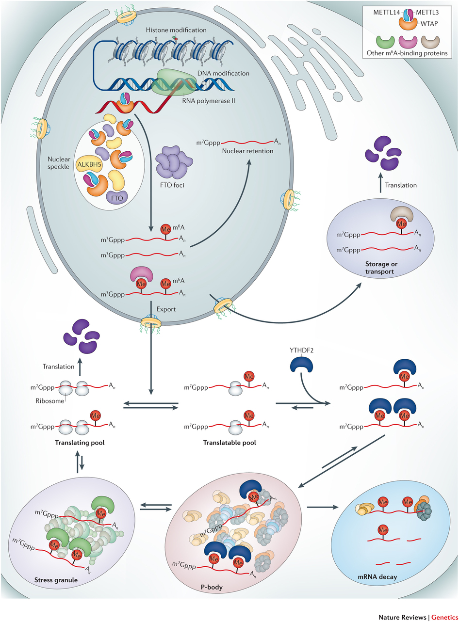 RNA-modification