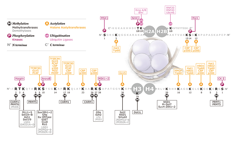 histone-modification