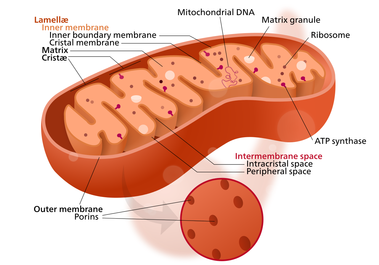 mitochondria-structure