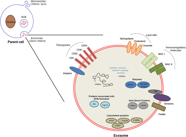 Exosomes